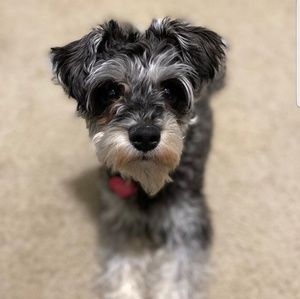 Meet your Posher, Sheila